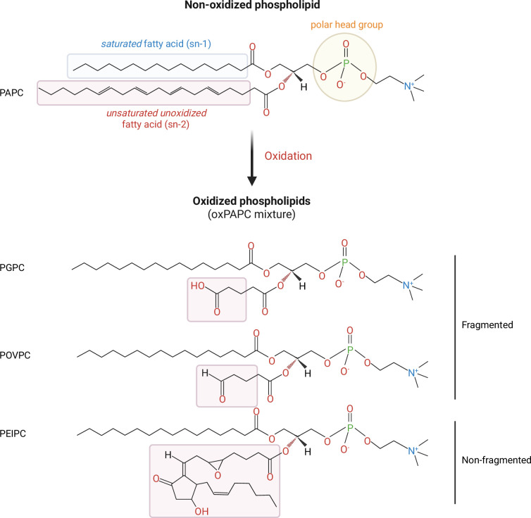 Oxidized phospholipid damage signals as modulators of immunity.