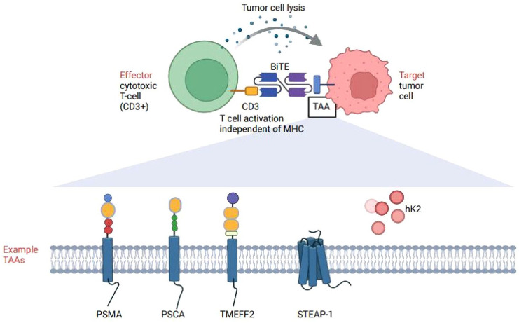 Immunotherapy in metastatic prostate cancer.