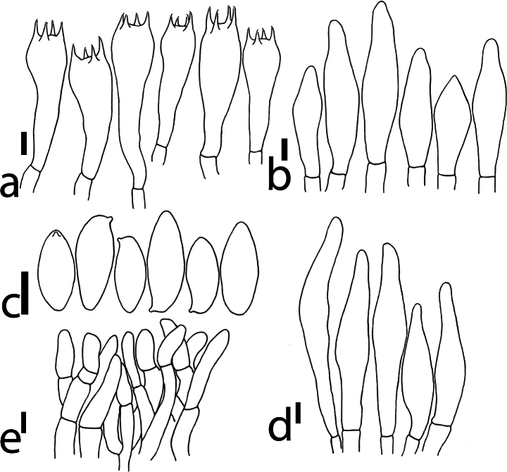 ﻿<i>Pseudobaorangia</i> (Boletaceae, Boletales), a new genus for <i>Boletuslakhanpalii</i>.
