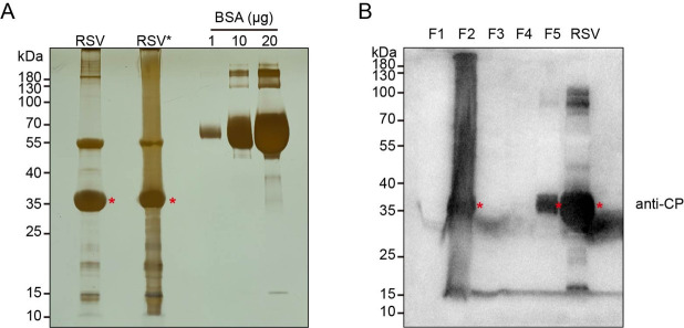 Virus Isolation and Rice Protoplast Infection.