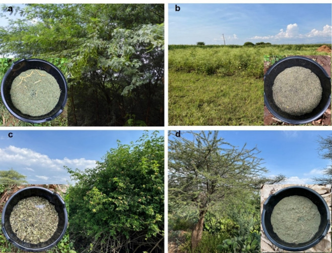 Invasive alien plant litter influences larval density, size and survival of Culex spp.
