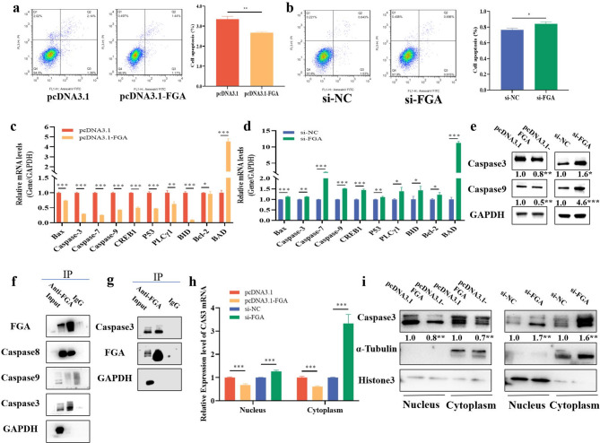 FGA, a new target of histone acetylation, inhibits apoptosis of granulosa cells in follicles.