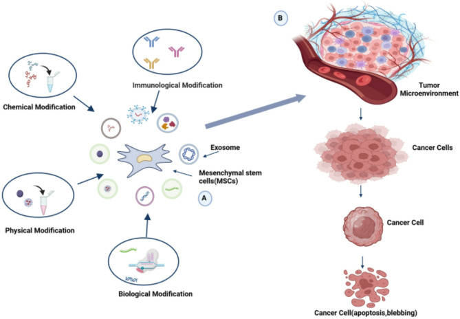 Revolutionizing cancer treatment: engineering mesenchymal stem cell-derived small extracellular vesicles.
