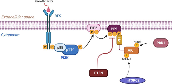 AKT and DUBs: a bidirectional relationship.