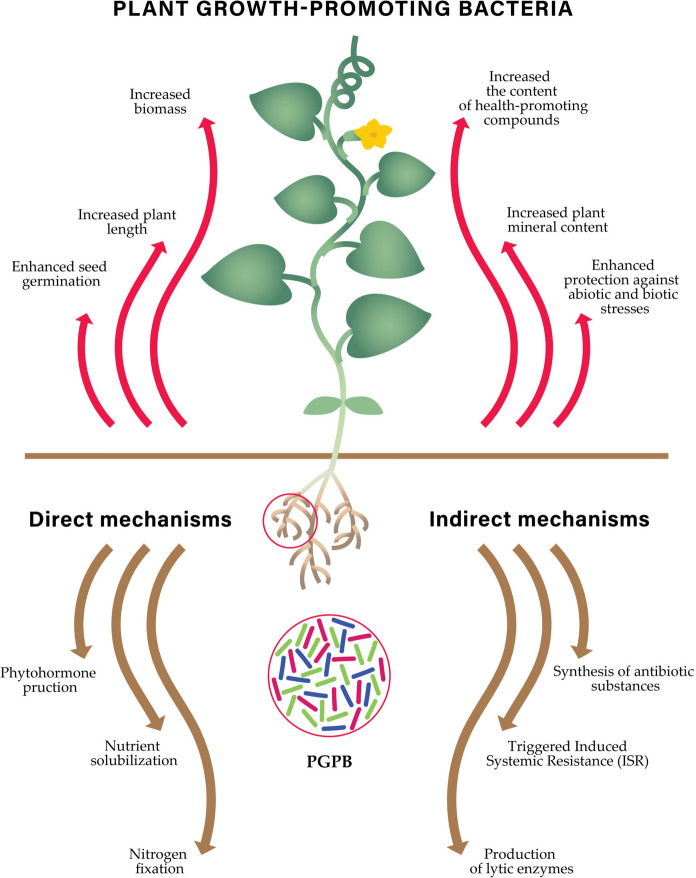 Role of plant growth-promoting bacteria (PGPB) in enhancing phenolic compounds biosynthesis and its relevance to abiotic stress tolerance in plants: a review