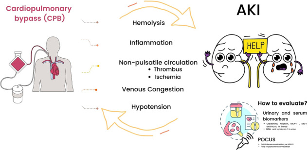 Early prediction matters: renal biomarkers in coronary artery bypass grafting.