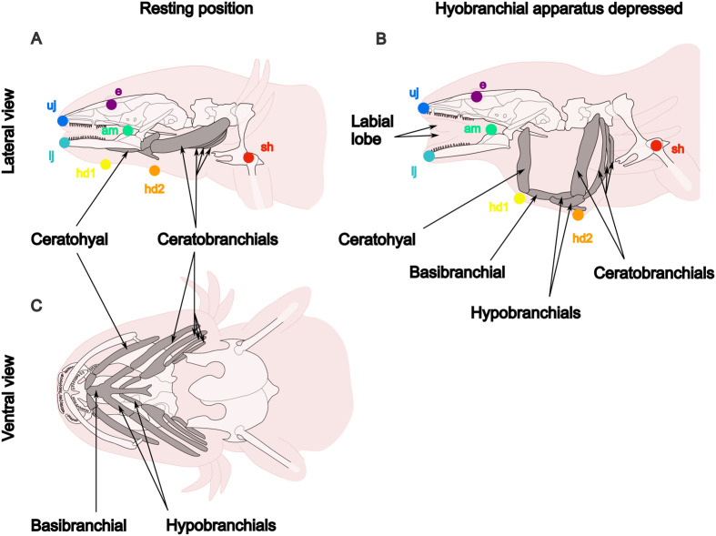 The impact of size and ontogeny on suction feeding kinematics in the axolotl (Ambystoma mexicanum).