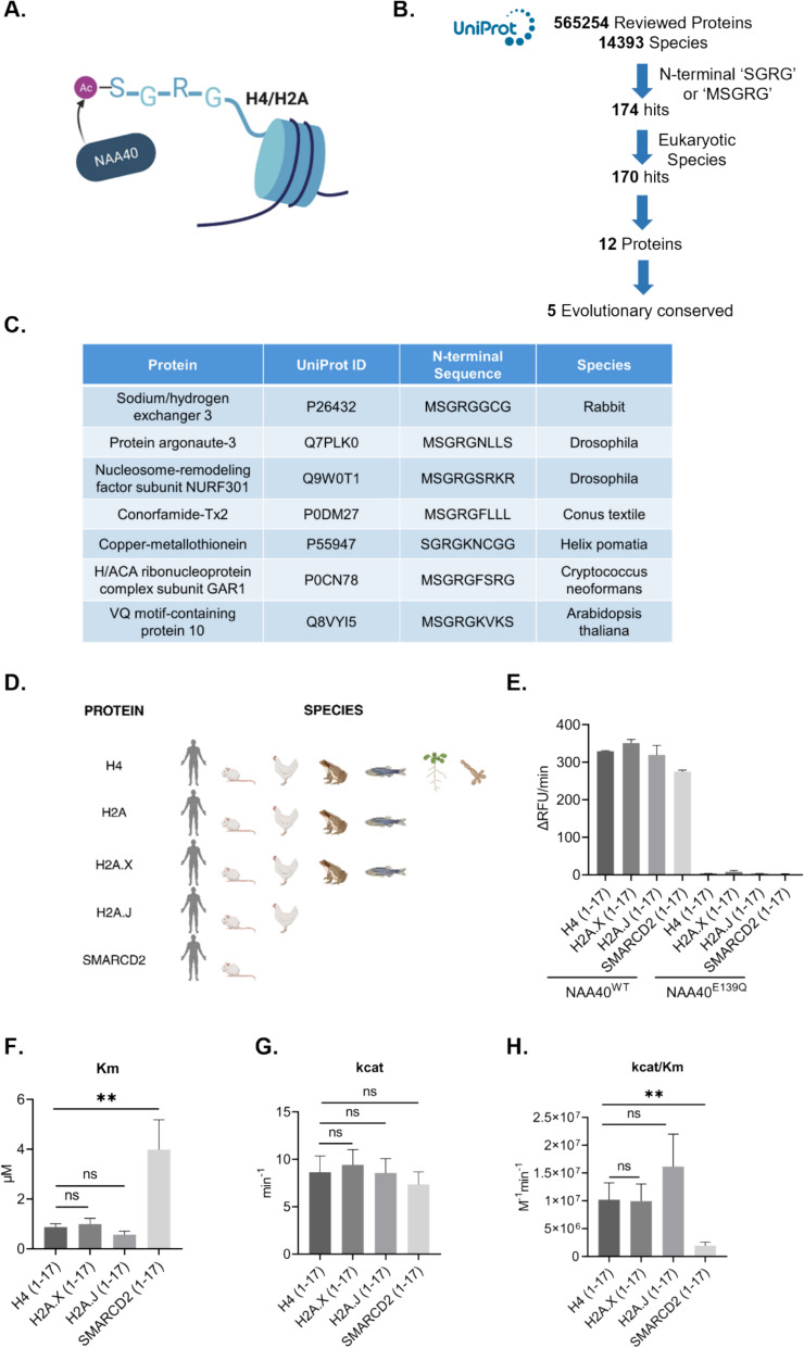 H2A.X N-terminal acetylation is a newly identified NAA40-mediated modification that is responsive to UV irradiation.