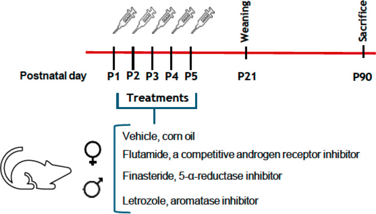 Early androgen activity after birth determines the hypothalamic expression of androgen and estrogen receptors in adulthood in female but not in male rats.