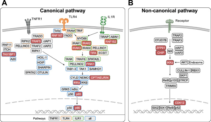 Insights from human NF-κB knockouts.
