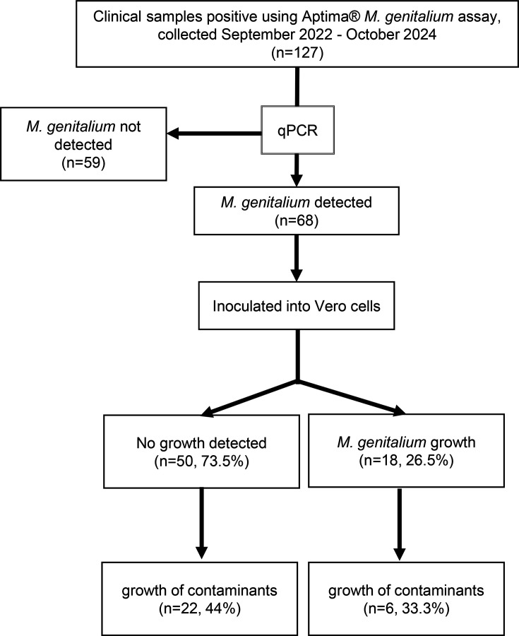 Factors that contribute to the success of primary isolation of <i>Mycoplasma genitalium</i> from clinical samples.