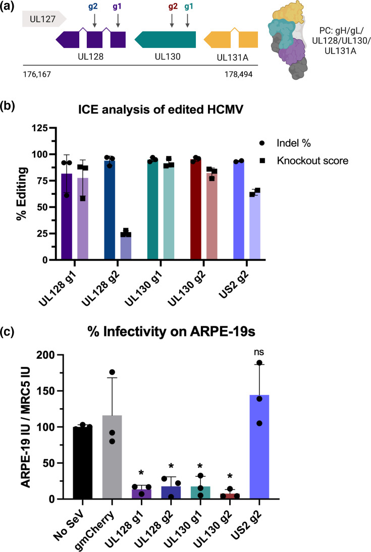Precision engineering of human cytomegalovirus without BAC constraints: a Sendai virus-delivered CRISPR/Cas9 approach.