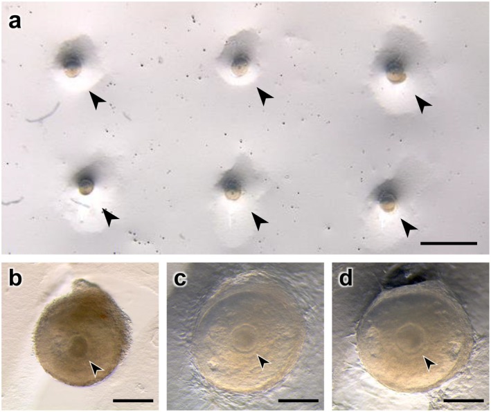 Current Status of In Vitro Oocyte Growth and Development in Mammals.