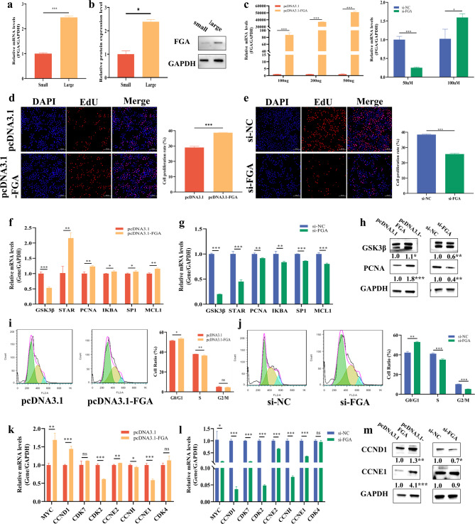 FGA, a new target of histone acetylation, inhibits apoptosis of granulosa cells in follicles.