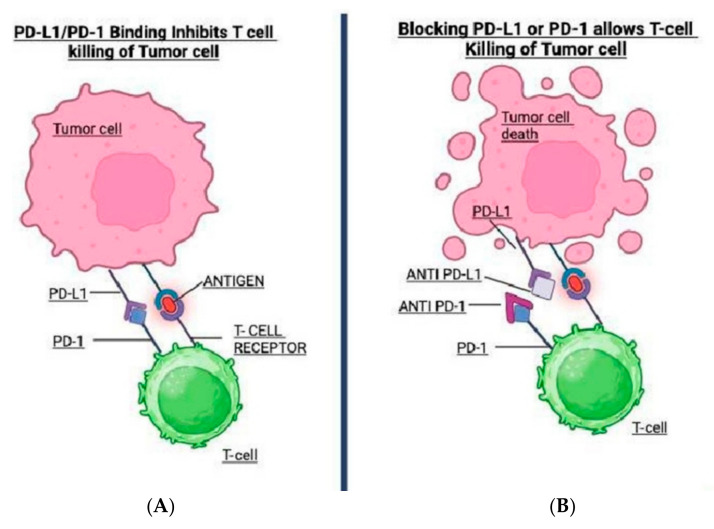Immunotherapy in GI Cancers: Lessons from Key Trials and Future Clinical Applications.