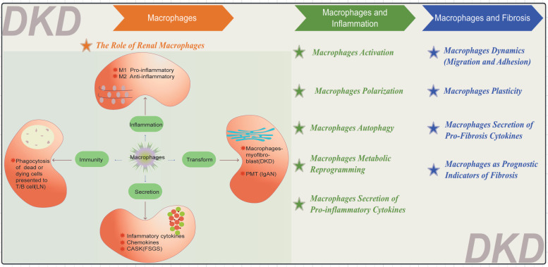 Macrophages in Focus: Key Drivers and Therapeutic Opportunities in Diabetic Kidney Disease.