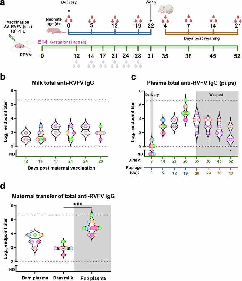 Maternal vaccination with live-attenuated Rift Valley fever virus protects offspring via immune transfer.