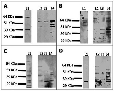 Presence and Location of CatSper 1-4, Opioid (μ, δ and κ) and CD44 Receptors in SPERMATOZOA from AOUDAD, IBERIAN IBEX and Mouflon.