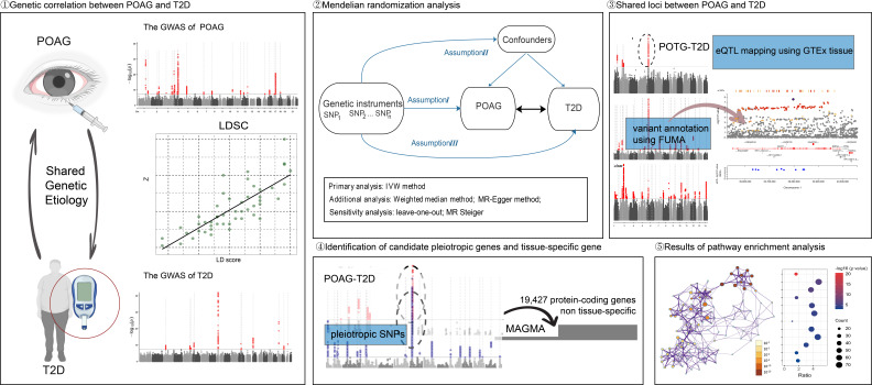 New insights into genetic comorbidity mechanisms: type 2 diabetes and primary open-angle glaucoma.