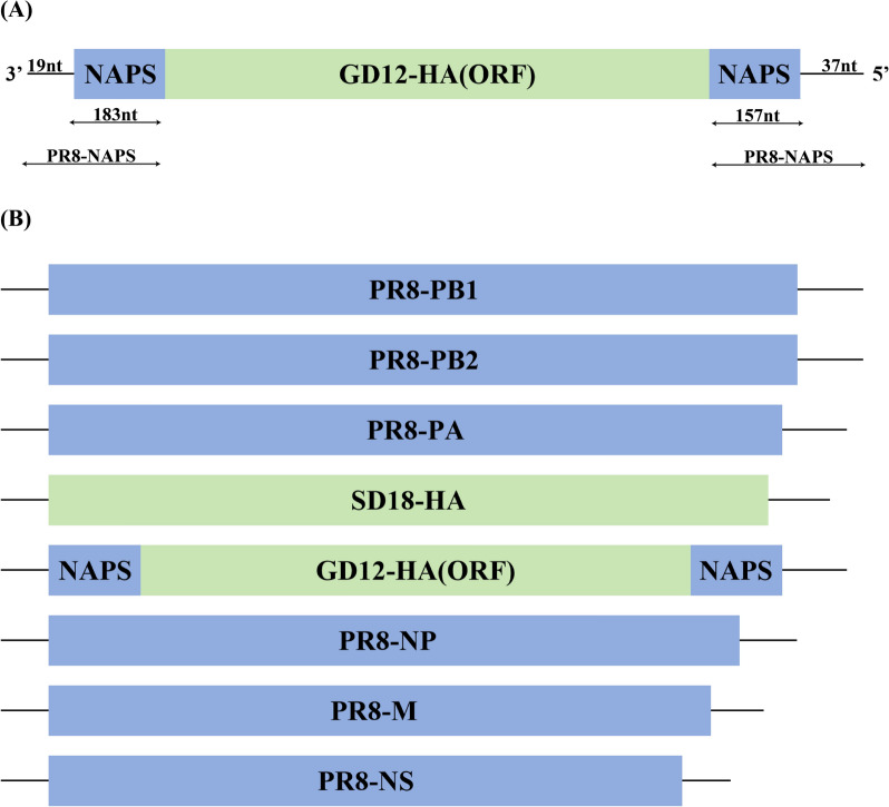 Construction of a replication-defective recombinant virus and cell-based vaccine for H9N2 avian influenza virus.