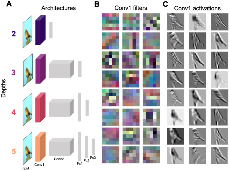 Computational evidence for an inverse relationship between retinal and brain complexity.