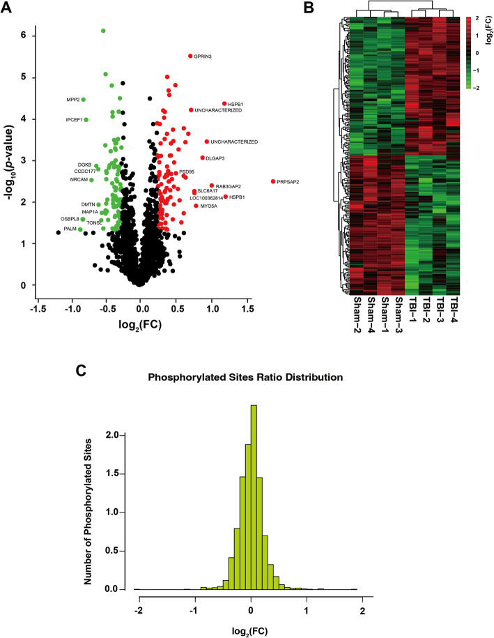 Unveiling the role of PSD95 phosphorylation after traumatic brain injury: insights from phosphoproteomic analysis.