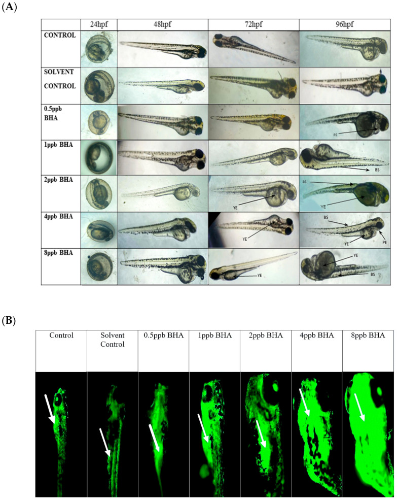 Butylated Hydroxyanisole (BHA) Disrupts Brain Signalling in Embryo-Larval Stage of Zebrafish Leading to Attention Deficit Hyperactivity Disorder (ADHD).