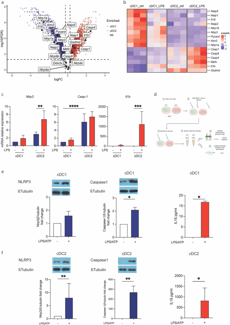 Natriuretic peptides as novel regulators of dendritic cells-mediated inflammation.