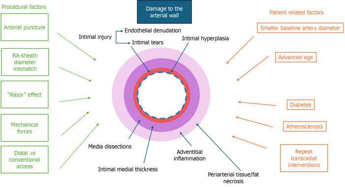 Structural radial artery modifications following transradial access: Mechanisms, clinical implications, and preventive strategies.