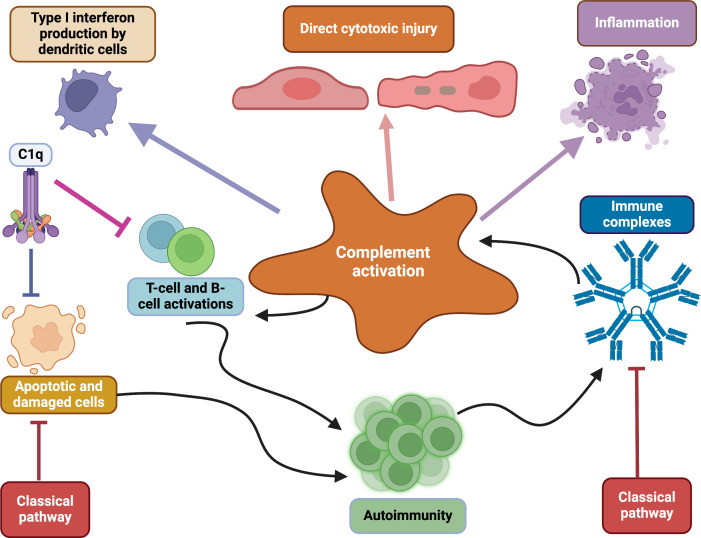 Advantages of using complement components in preventive and therapeutic vaccine strategies for infectious and non-infectious diseases.