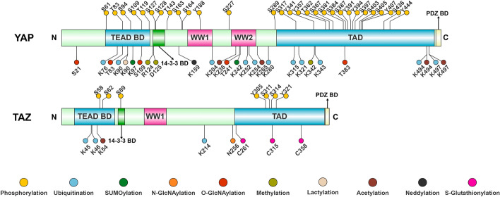 Posttranslational modifications of YAP/TAZ: molecular mechanisms and therapeutic opportunities.