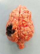 Brain Metastases From Solid Cancers in 58 Dogs.