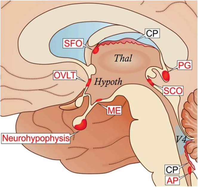 'Un-thirsty' hypernatremia.