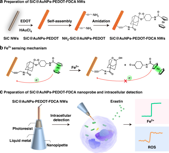 Development of electrochemical nanoprobe for real-time intracellular measurements of Fe<sup>2+</sup> during ferroptosis.