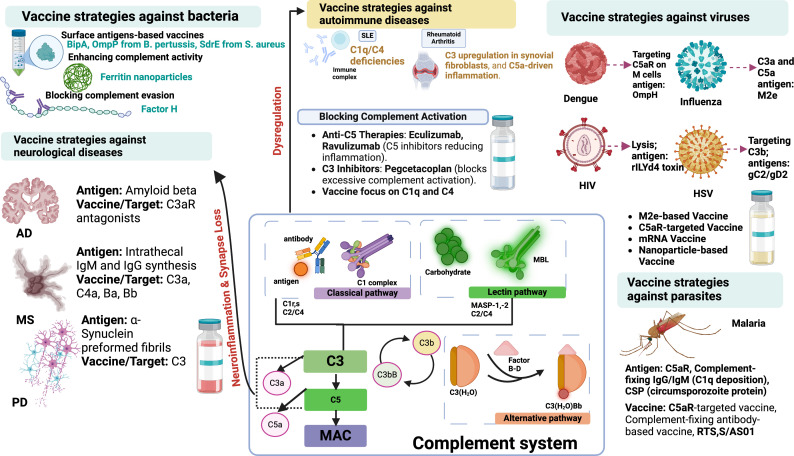 Advantages of using complement components in preventive and therapeutic vaccine strategies for infectious and non-infectious diseases.