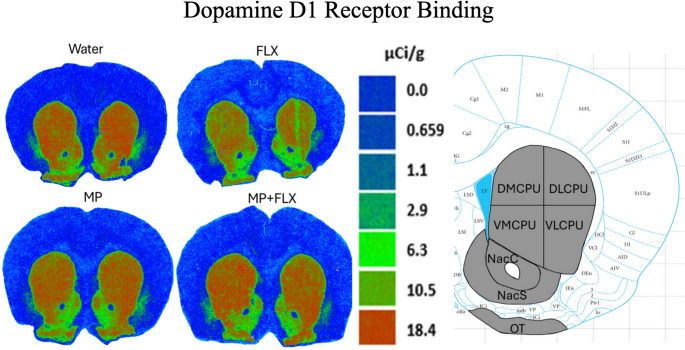 Combined Chronic Oral Methylphenidate and Fluoxetine Decreases D2R Levels in the Caudate Putamen and Nucleus Accumbens