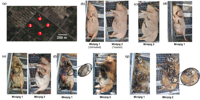 Evaluating the value of entomotoxicology in forensic toxicology casework using the first minipig model.