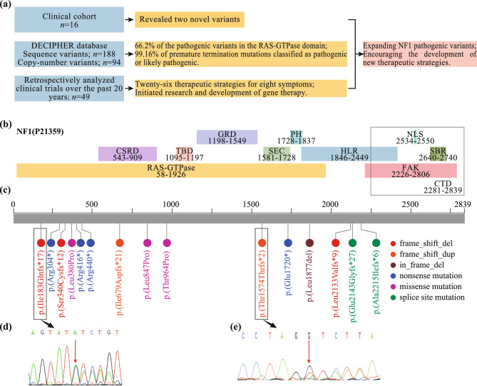 Unraveling novel variants in the NF1 gene and investigating potential therapeutic strategies.