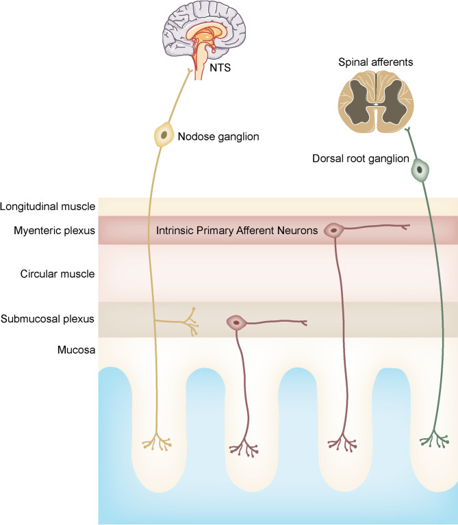 Gut sensory neurons as regulators of neuro-immune-microbial interactions: from molecular mechanisms to precision therapy for IBD/IBS.