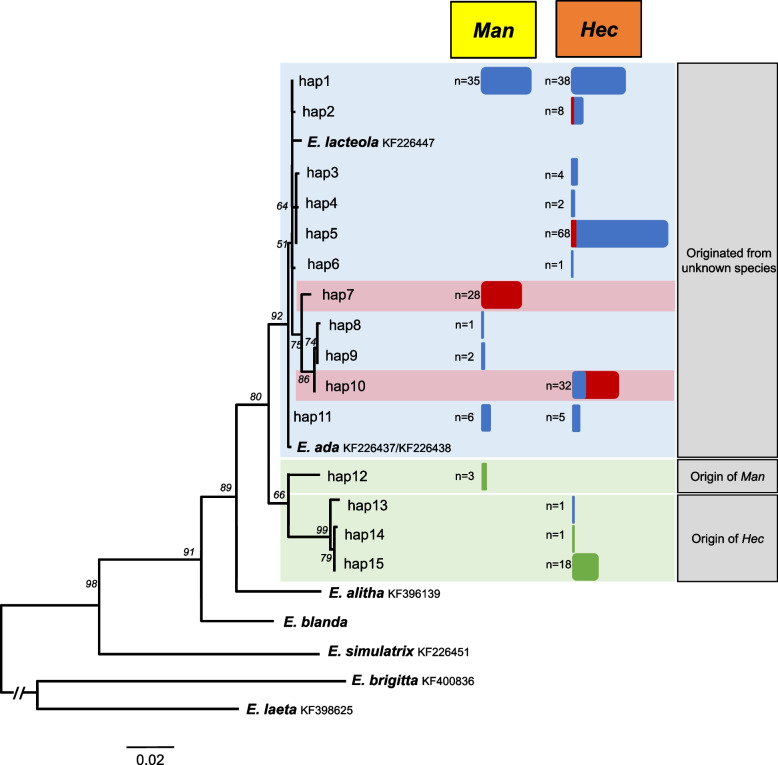 Elusive origin of mitochondria shared by two sister species of Eurema butterflies.