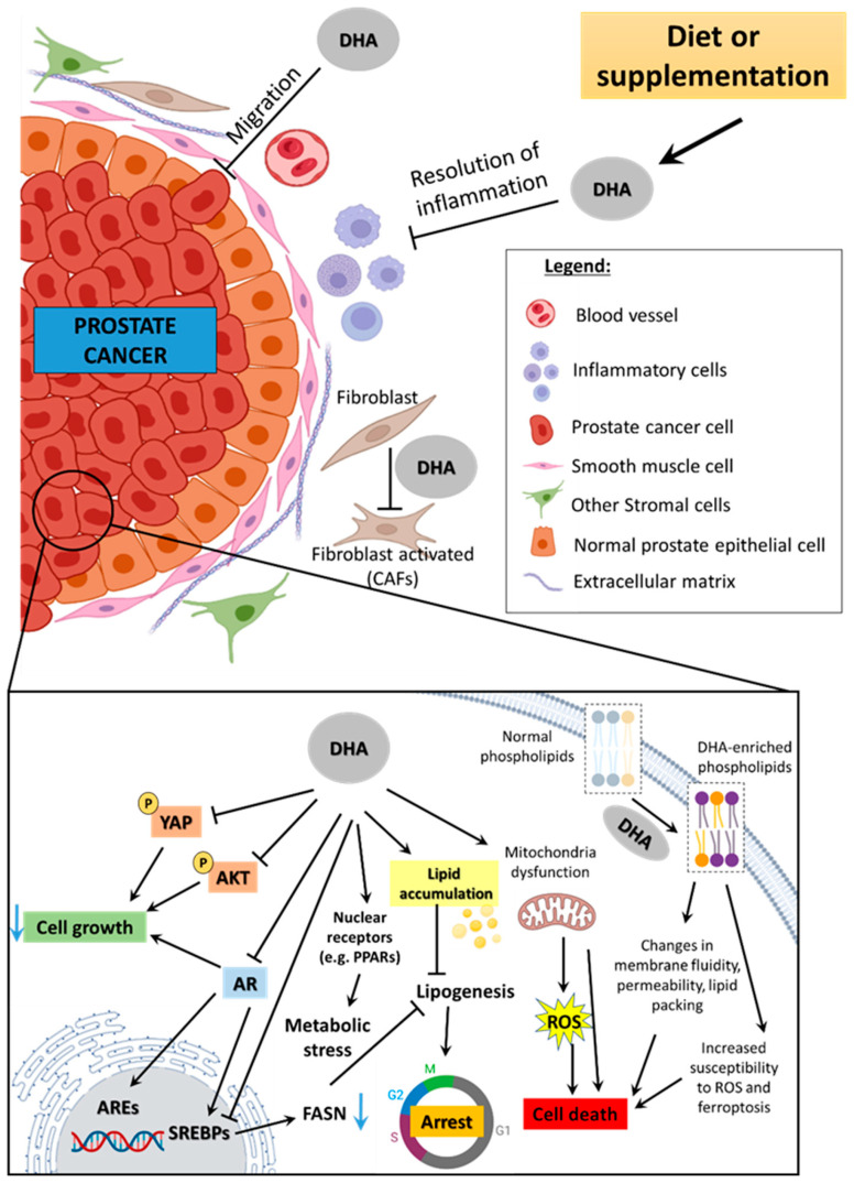 Effects of Docosahexaenoic Acid on Prostate Cancer.