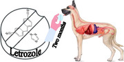 Different Aspects of Letrozole Effect on Metabolism, Bone Health, Oxidative Stress and Prostate in the Intact Adult Dog.