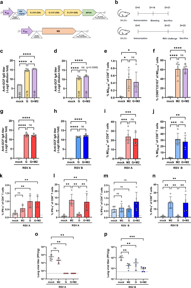 Single-dose intranasal adenovirus-based RSV vaccines targeting G and M2.