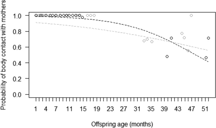 Multiparous and primiparous mothers partially differ in how they allocate maternal behaviour in captive western lowland gorillas (Gorilla gorilla gorilla).
