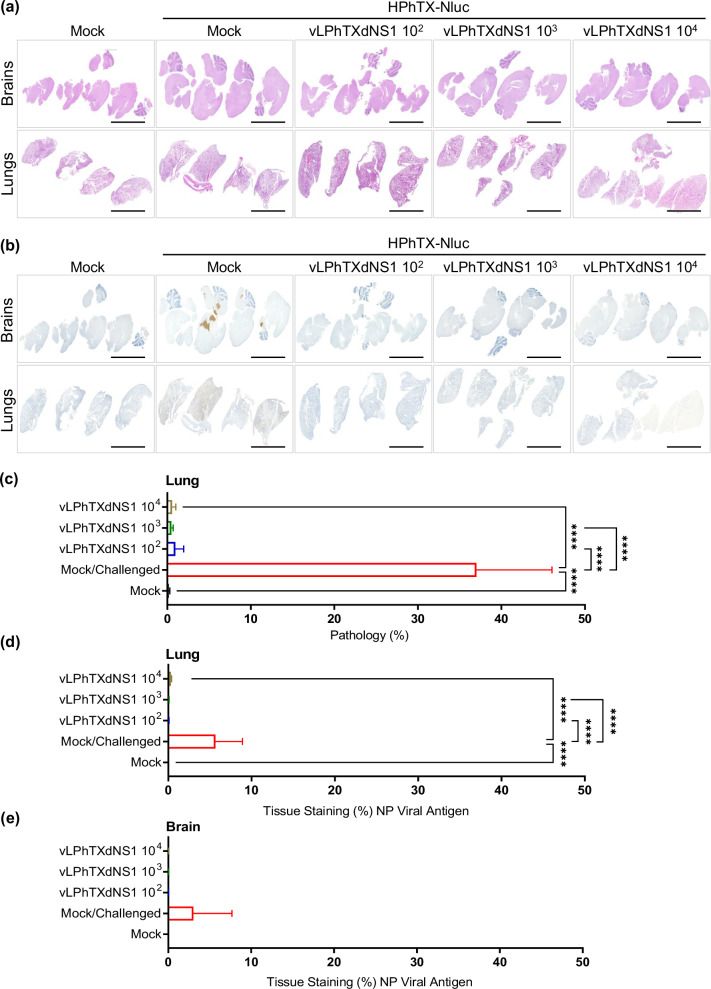 A live attenuated NS1-deficient vaccine candidate for cattle-origin influenza A (H5N1) clade 2.3.4.4.b viruses.