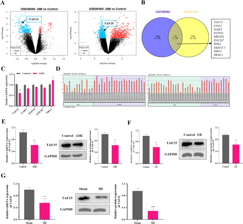 Targeting PRMT1-mediated methylation of TAF15 to protect against myocardial infarction by inhibiting ferroptosis via the GPX4/NRF2 pathway.