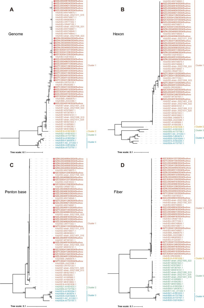 Molecular characteristics of human adenovirus isolated from the 2024 influenza-like illness outbreaks in Suzhou City, China.