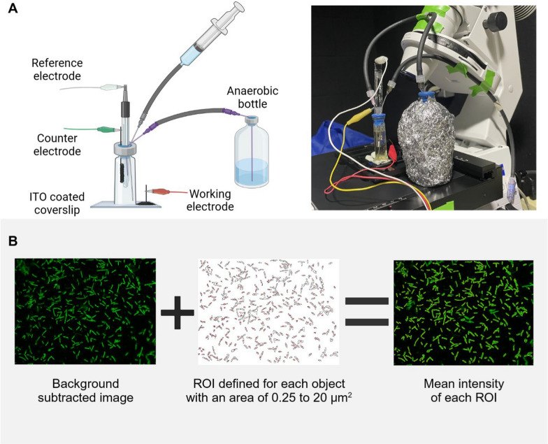 Energetic constraints of metal-reducing bacteria as biocatalysts for microbial electrosynthesis