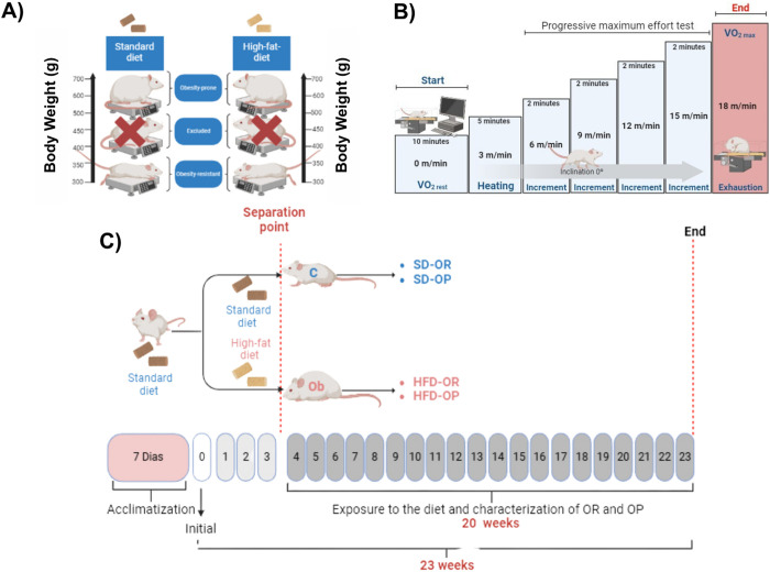Improved physical performance in obesity-resistant rats compared to obesity-prone rats: Effects of different diets and metabolic analysis.