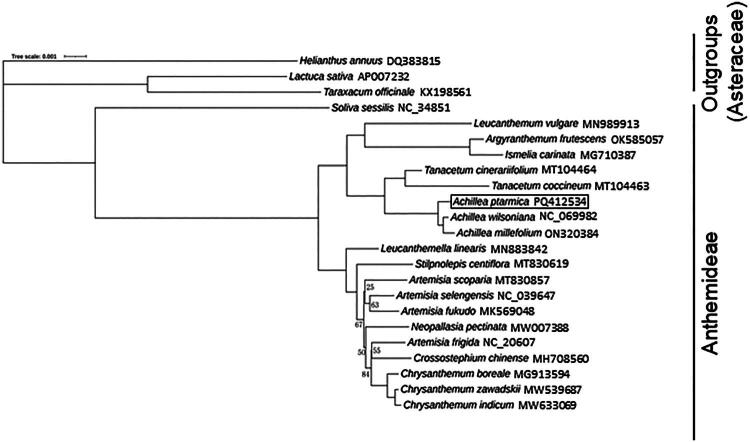 Complete sequence of the <i>Achillea ptarmica</i> chloroplast genome determined by long-read sequencing.